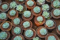 Beautiful small Echeveria Parva trees in pots Royalty Free Stock Photo