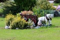 Beautiful small fairytale garden decorations from horse and carriage to garden gnomes surrounded with densely planted flowers