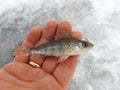 Small fish - perch in man hand, Lithuania Royalty Free Stock Photo