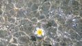 A small flower floating on crystalline water. Royalty Free Stock Photo