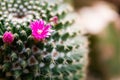 Beautiful small flowers of cactus.