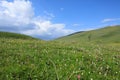Flowers and green grass on summer mountains under blue sky landscape Royalty Free Stock Photo