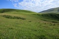 Small flowers and green grass on summer mountains Royalty Free Stock Photo