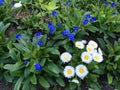 Beautiful small flowers, juicy blue, Alpine forget-me - not