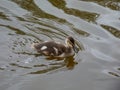 Beautiful, fluffy duckling of mallard or wild duck (Anas platyrhynchos) swimming in water Royalty Free Stock Photo