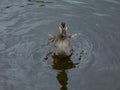 Beautiful, fluffy duckling of mallard or wild duck (Anas platyrhynchos) swimming in water of a lake Royalty Free Stock Photo