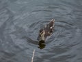 Beautiful, small, fluffy duckling of mallard or wild duck (Anas platyrhynchos) swimming in water of a lake Royalty Free Stock Photo