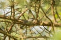 A beautiful small forest tit feeding on moths in a tree.