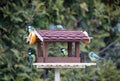 Beautiful small bird great tit on bird feeder