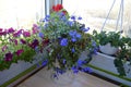 Beautiful small garden with different plants in pots and containers. Balcony greening with flowering petunia and lobelia Royalty Free Stock Photo