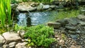 Beautiful small garden pond with frog-shaped fountain and stone shores. Original creeping Juniperus Procumbens Nana on stones by p Royalty Free Stock Photo