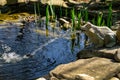 Beautiful small garden pond with a frog-shaped fountain and stone shores in spring Royalty Free Stock Photo