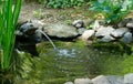 Beautiful small garden pond with frog-shaped fountain and stone shores in spring Royalty Free Stock Photo