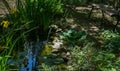 Beautiful small garden pond with a frog-shaped fountain and stone shores in spring Royalty Free Stock Photo