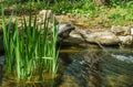 Beautiful small garden pond with frog-shaped fountain and stone shores in spring. Royalty Free Stock Photo