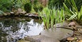 Beautiful small garden pond with stone shores and many decorative evergreens spring after rain. Royalty Free Stock Photo