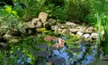 Beautiful small garden pond with stone shores and many decorative evergreens spring after rain. Royalty Free Stock Photo