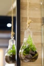 Small garden of terrarium bottle in glass hanging. Royalty Free Stock Photo