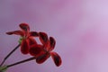 beautiful small geranium flowers on a pink background