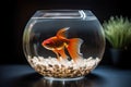 Beautiful small goldfish in a round aquarium