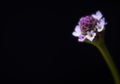 Beautiful small grass flower in black background Royalty Free Stock Photo