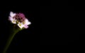 Beautiful small grass flower in black background Royalty Free Stock Photo