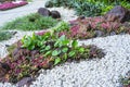 Beautiful small gravel garden, decorated with white shell, brown stone, colorful ground cover plant and green shrub Royalty Free Stock Photo