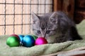 A beautiful small gray kitten with colorful christmas balls Royalty Free Stock Photo