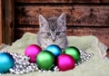 A beautiful small gray kitten with colorful christmas balls Royalty Free Stock Photo