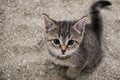 Beautiful small gray kitten is sitting in the sand in the cat toilett and looking up