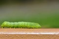 Beautiful small green caterpillar. Macro shot of insects. Royalty Free Stock Photo