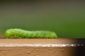 Beautiful small green caterpillar. Macro shot of insects. Royalty Free Stock Photo