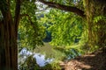 Beautiful small green creek in a lush sunny forest Royalty Free Stock Photo