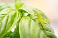 Beautiful Small Green Grasshopper Close-Up Resting On Basil Leaves.