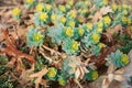 Beautiful small green yellow succulents cactus on earth in flowerbed, on sunset