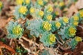 beautiful small green yellow succulents cactus on earth in flowerbed, on sunset