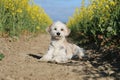 Beautiful Small havanese dog is lying in a yellow rape seed field