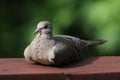 Mourning Dove resting on deck railing