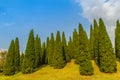 Beautiful small hill landscape with tall pine trees on green grass field and blue sky white cloud background. Juniperus chinensis Royalty Free Stock Photo