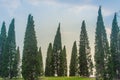 Beautiful small hill landscape with tall pine trees on green grass field and blue sky white cloud background. Juniperus chinensis Royalty Free Stock Photo
