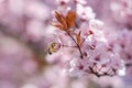 Nature\'s Harmony: Honey Bee Pollinating Pink Sakura Flowers Royalty Free Stock Photo