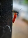 A beautiful small Insect captured at the home. Royalty Free Stock Photo