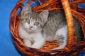 Beautiful Small kitten resting in wicker basket