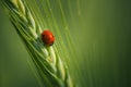 Beautiful small ladybug with dewdrops on wings