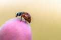 Beautiful small ladybug on a finger