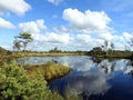 Beautiful small lake, trees and plants in Aukstumalos swamp, Lithuania