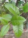 Beautiful small lamon green leaf