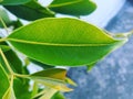 Beautiful small leaf andits close up