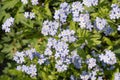 Beautiful small light blue and white meadow flowers. Fresh spring tiny blossoms. Forget me not blooming on green grassy background Royalty Free Stock Photo