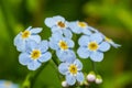 Beautiful small light blue and white meadow flowers. Fresh spring tiny blossoms. Forget me not blooming on green grassy background Royalty Free Stock Photo